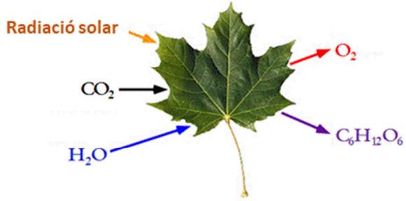 Representación esquemática del proceso de la fotosíntesis con entrada de CO2, H2O y radiación solar, y salida de O2 y C6H12O6.