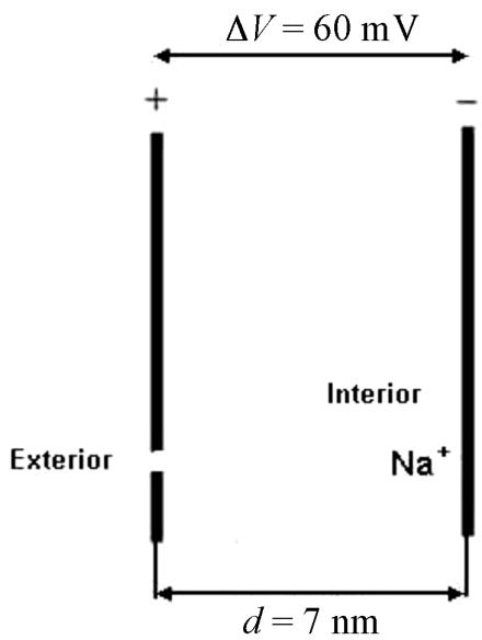 Esquema de membrana biológica con $\Delta V = 60\,\text{mV}$ y espesor $d = 7\,\text{nm}$.