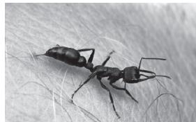 Fotografía de una hormiga picando la piel humana.