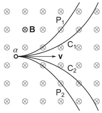 Partícula alfa entrando en un campo magnético uniforme entrante (X) con velocidad v, mostrando posibles trayectorias circulares (C1, C2) y parabólicas (P1, P2).