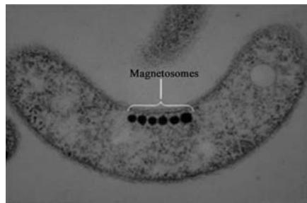 Micrografía de la bacteria Aquaspirillum magnetotacticum mostrando la cadena de magnetosomas