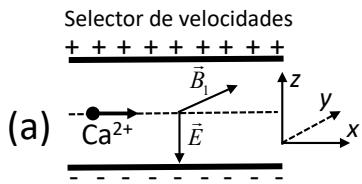 Figura (a): Selector de velocidades con campos cruzados y trayectoria de ion Ca2+
