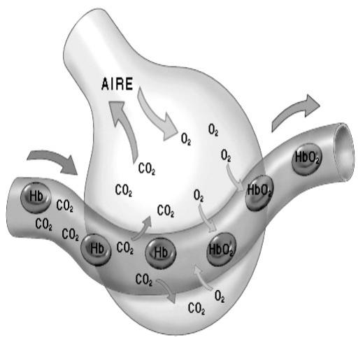 Diagrama de intercambio gaseoso en un alvéolo pulmonar