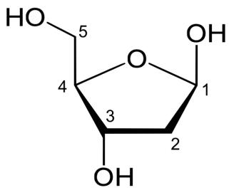 Estructura química de la desoxirribosa con carbonos numerados del 1 al 5