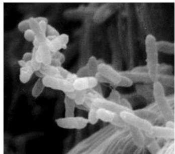 Bacterias del género Acetobacter