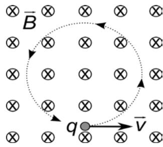 Diagrama de una carga q moviéndose con velocidad v en un campo magnético uniforme B (entrante en el papel) describiendo una trayectoria circular.