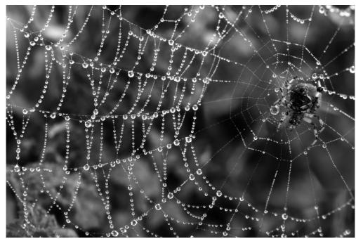 Imagen de una araña en su telaraña con gotas de rocío.
